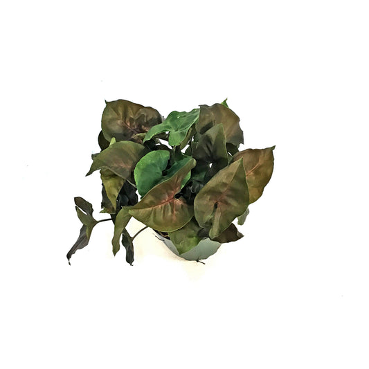 Nephthytis, 4in, Merry Maria