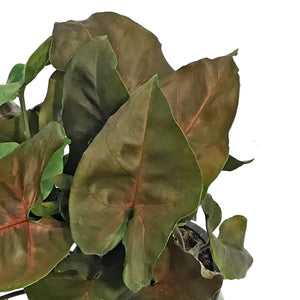 Nephthytis, 4in, Merry Maria
