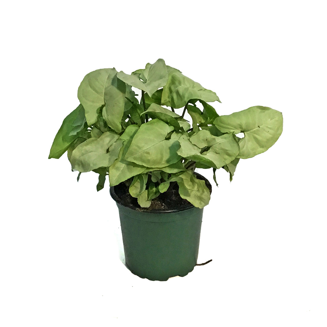 Nephthytis, 4in, Moonshine