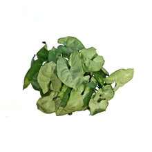 Load image into Gallery viewer, Nephthytis, 4in, Moonshine
