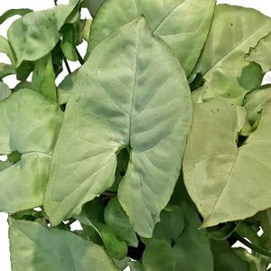 Nephthytis, 4in, Moonshine