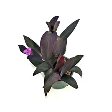 Load image into Gallery viewer, Strobilanthes, 4in, Purple Shield
