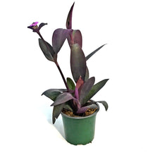 Load image into Gallery viewer, Strobilanthes, 4in, Purple Shield
