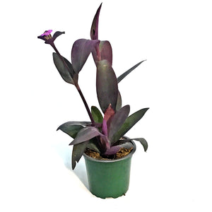 Strobilanthes, 4in, Purple Shield
