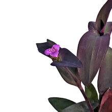 Load image into Gallery viewer, Strobilanthes, 4in, Purple Shield
