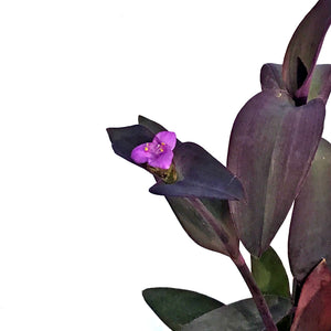 Strobilanthes, 4in, Purple Shield