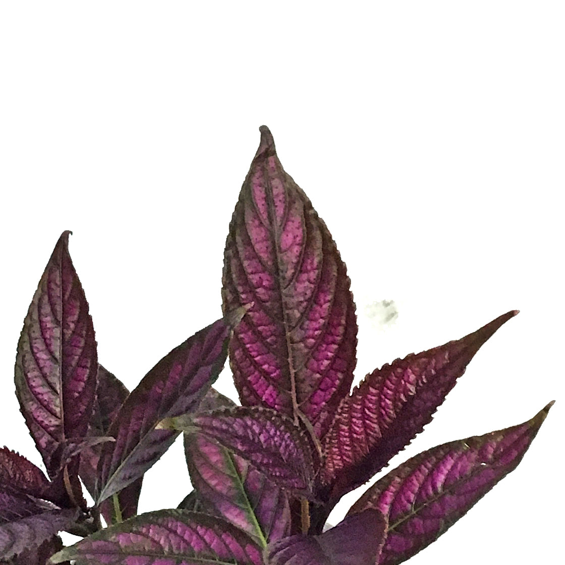 Tradescantia, 4in, Purple Heart