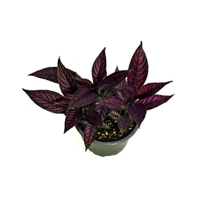 Tradescantia, 4in, Purple Heart
