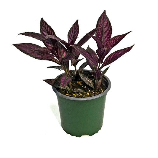 Tradescantia, 4in, Purple Heart