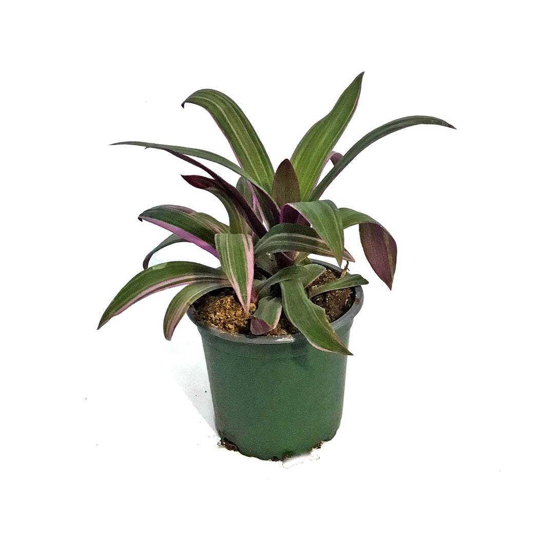 Tradescantia, 4in, Spathacea