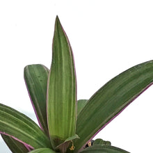 Load image into Gallery viewer, Tradescantia, 4in, Spathacea
