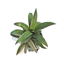 Load image into Gallery viewer, Tradescantia, 4in, Spathacea
