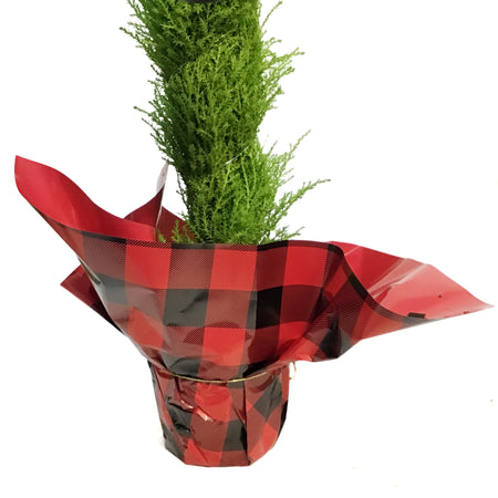 Cypress, 5in, Lemon/Wilma Grinch Tree w/ Mylar