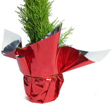 Load image into Gallery viewer, Cypress, 5in, Lemon/Wilma Grinch Tree w/ Mylar
