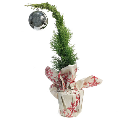 Thuja, 6in, Grinch Tree w/ Mylar