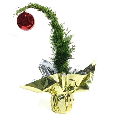 Thuja, 6in, Grinch Tree w/ Mylar