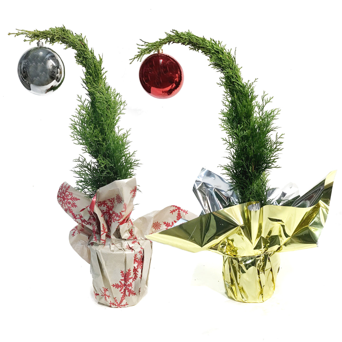 Thuja, 6in, Grinch Tree w/ Mylar