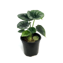 Load image into Gallery viewer, Alocasia, 4in, Dewey&#39;s Reversa
