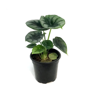 Alocasia, 4in, Dewey's Reversa