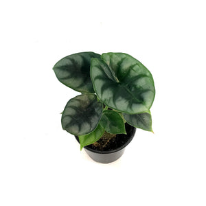 Alocasia, 4in, Dewey's Reversa