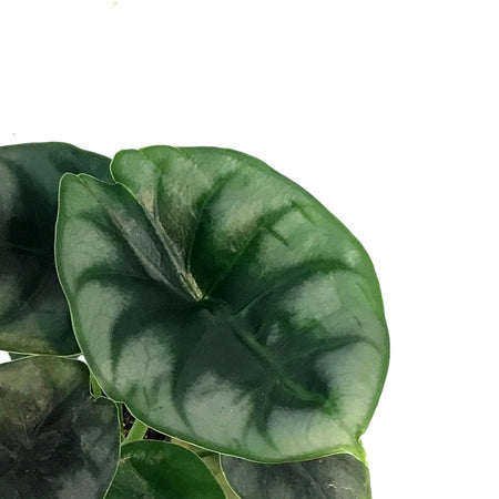 Alocasia, 4in, Dewey's Reversa