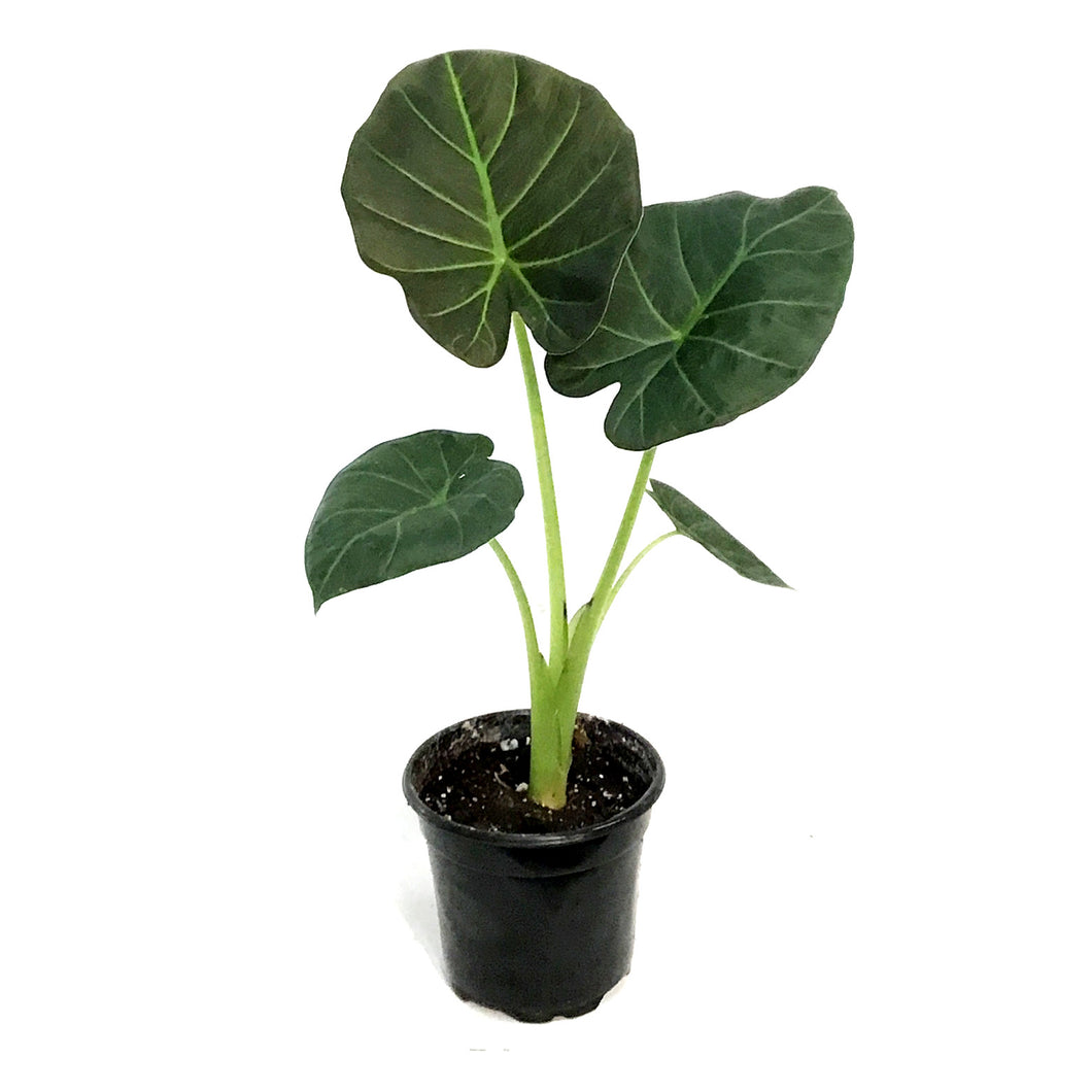 Alocasia, 4in, Regal Shield