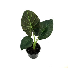 Load image into Gallery viewer, Alocasia, 4in, Regal Shield
