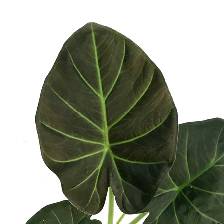Alocasia, 4in, Regal Shield