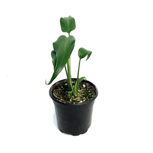 Monstera, 4in, Burle Marx Flame