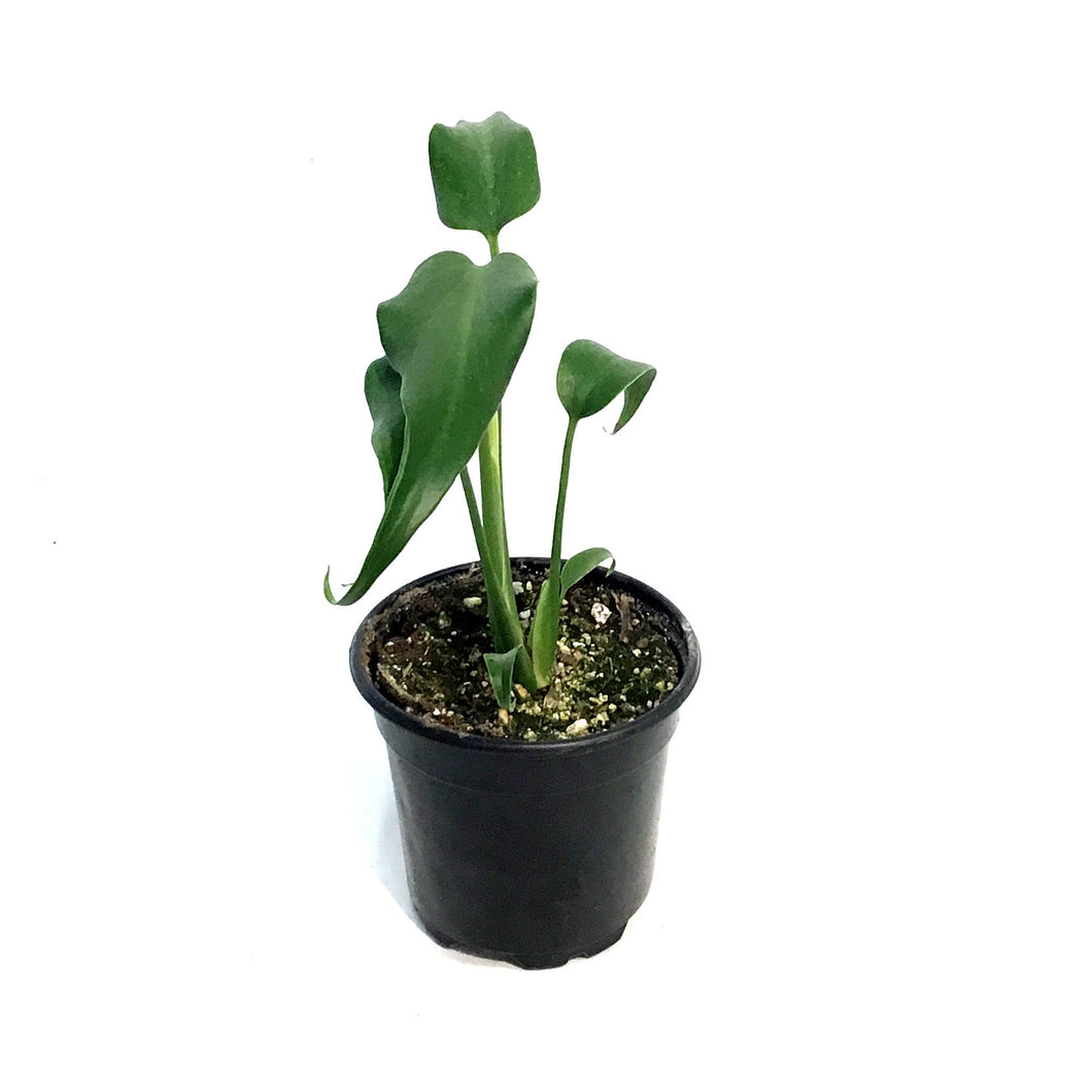 Monstera, 4in, Burle Marx Flame