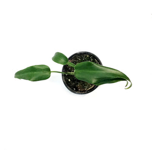 Monstera, 4in, Burle Marx Flame