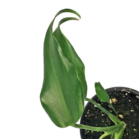 Monstera, 4in, Burle Marx Flame