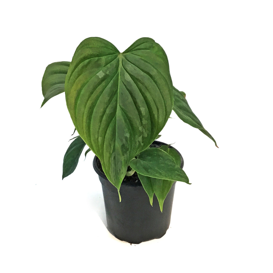 Philodendron, 4in, Majestic