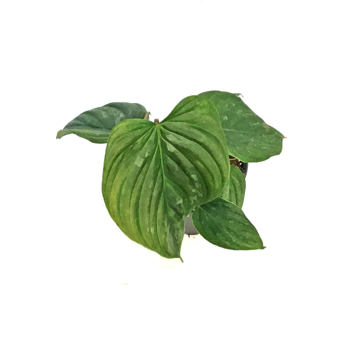 Philodendron, 4in, Majestic