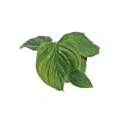 Philodendron, 4in, Majestic