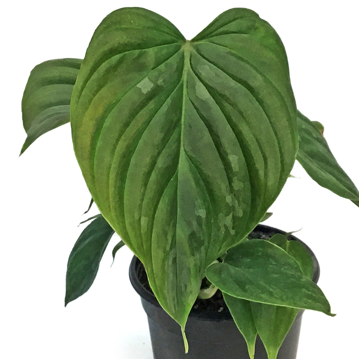 Philodendron, 4in, Majestic