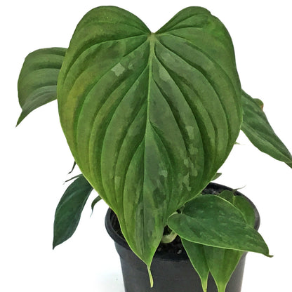 Philodendron, 4in, Majestic