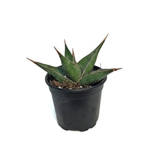 Load image into Gallery viewer, Sansevieria, 3.5in, Pinguicula
