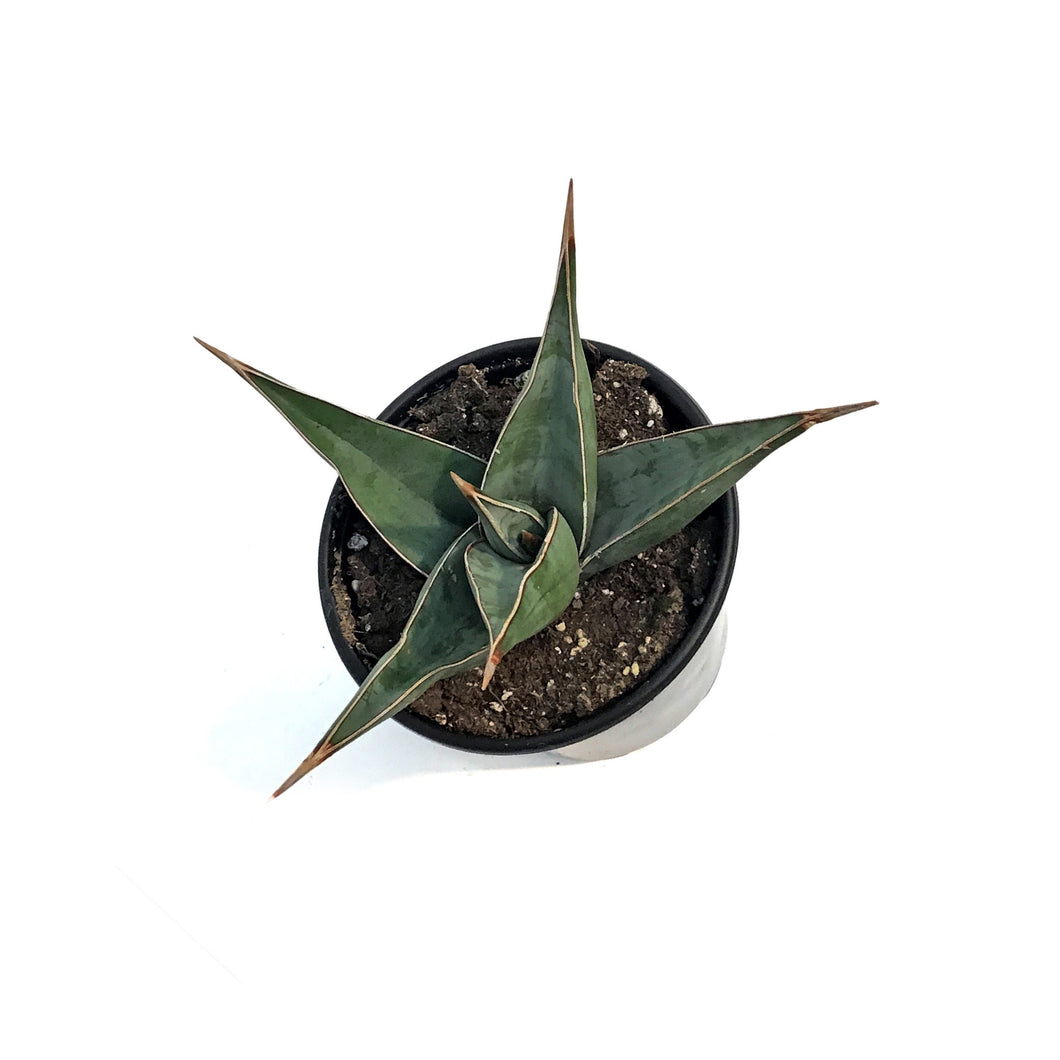Sansevieria, 3.5in, Pinguicula