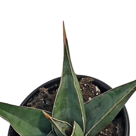 Sansevieria, 3.5in, Pinguicula