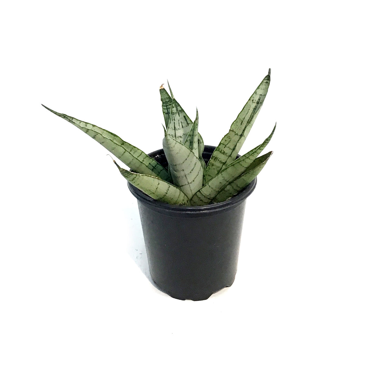 Sansevieria, 3.5in, White