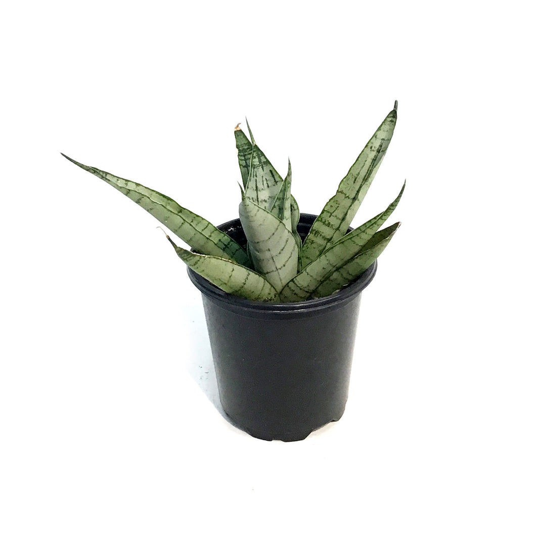 Sansevieria, 3.5in, White