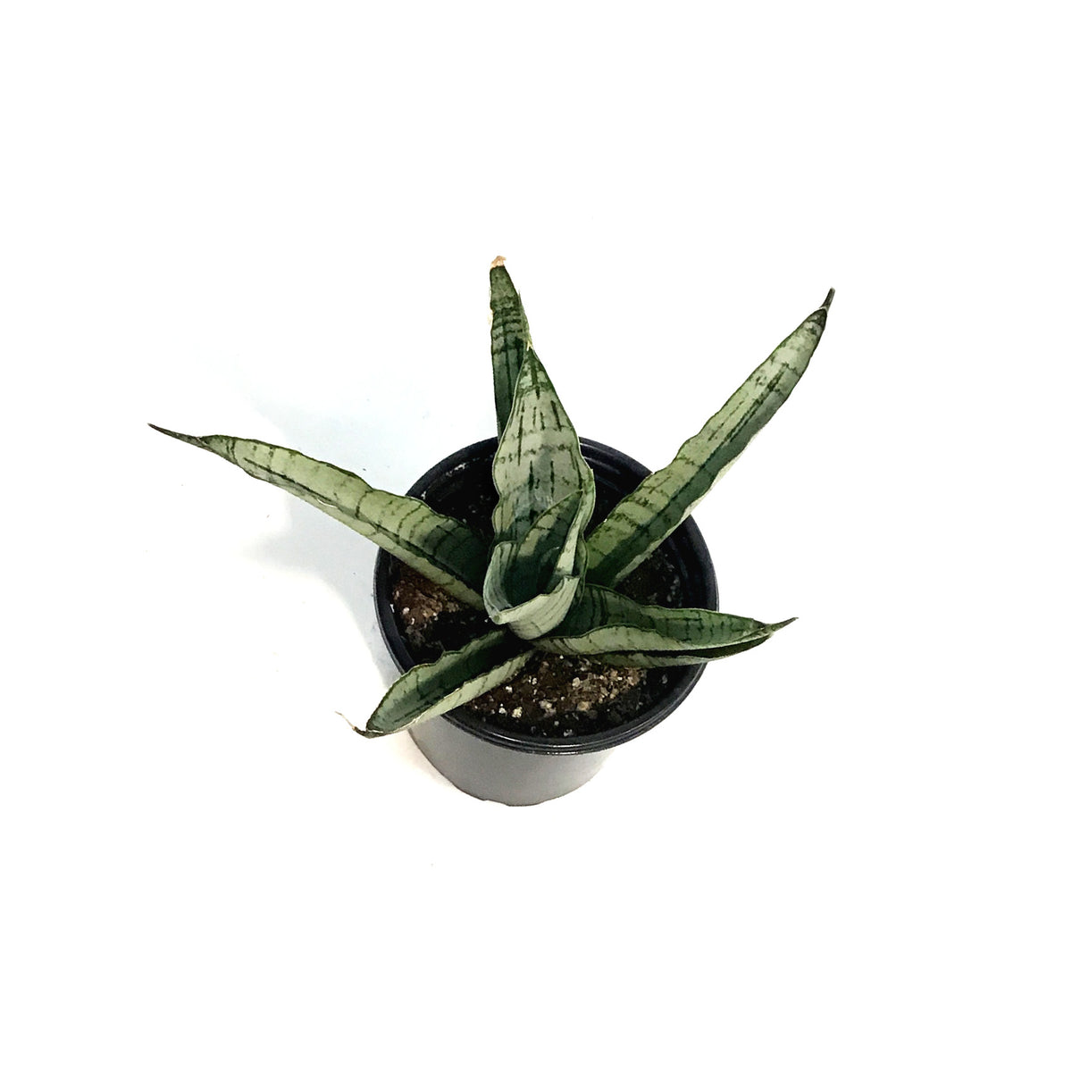 Sansevieria, 3.5in, White