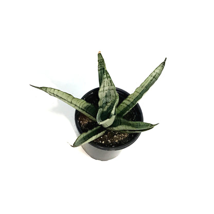 Sansevieria, 3.5in, White