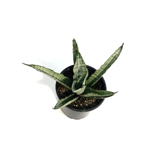 Sansevieria, 3.5in, White