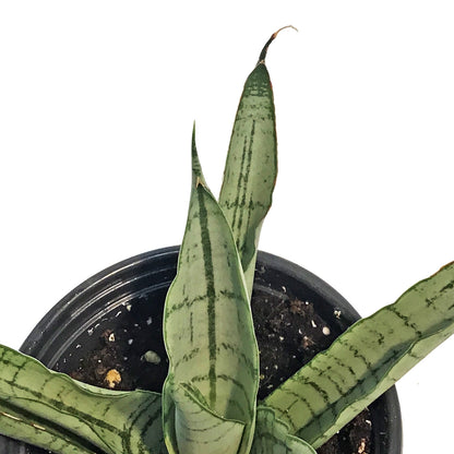 Sansevieria, 3.5in, White