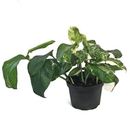 Monstera, 6in, Lecheriana Variegated