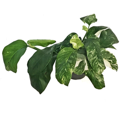 Monstera, 6in, Lecheriana Variegated