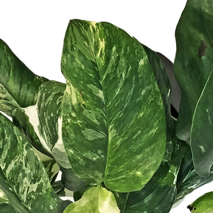 Monstera, 6in, Lecheriana Variegated