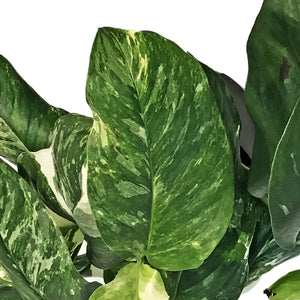 Monstera, 6in, Lecheriana Variegated